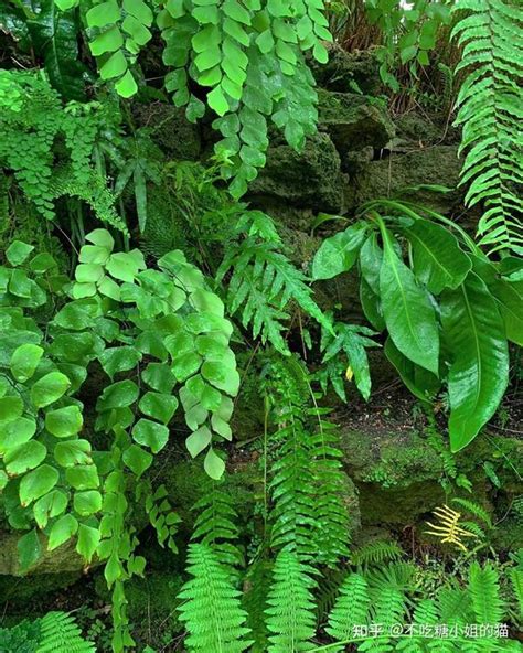 陰性植物|阴生植物